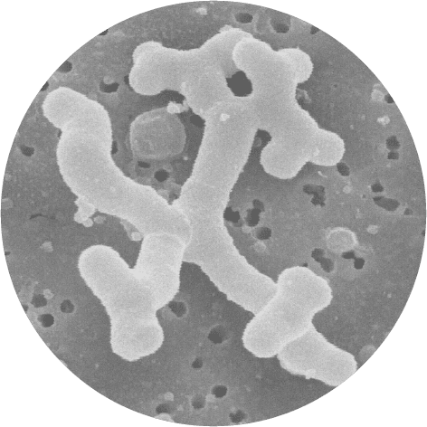 Bifidobacterium Lactis Bl-04® | Database